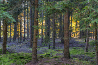 Картинка природа лес деревья