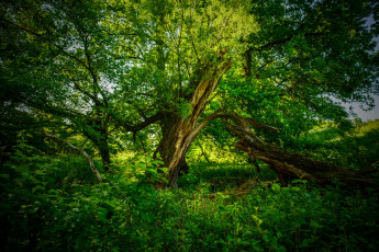 Картинка природа лес деревья