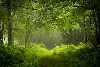 Картинка природа лес деревья