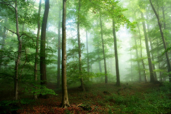 Картинка природа лес деревья