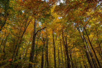 Картинка природа лес деревья