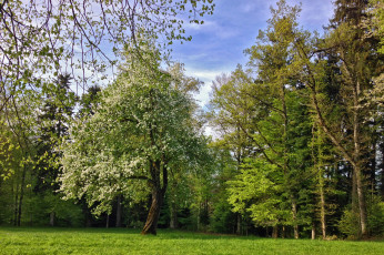 Картинка природа лес деревья