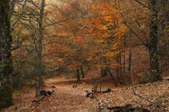 Картинка природа лес деревья