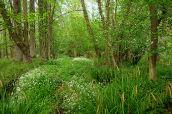 Картинка природа лес деревья