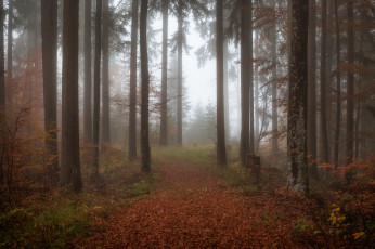 Картинка природа лес деревья