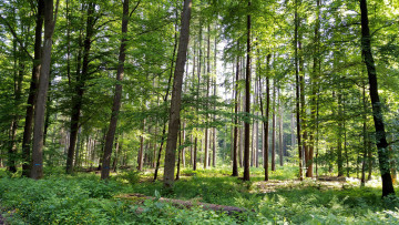 Картинка природа лес деревья