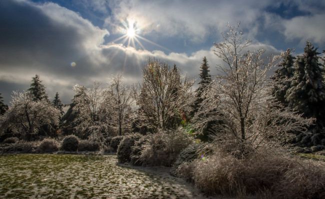 Обои картинки фото природа, лес, деревья