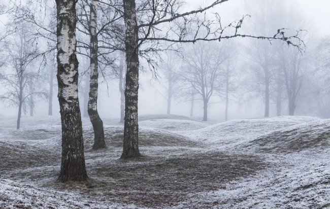 Обои картинки фото природа, лес, березы, снег
