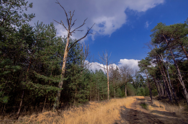 Обои картинки фото природа, лес, деревья