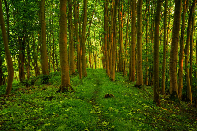Обои картинки фото природа, лес, деревья