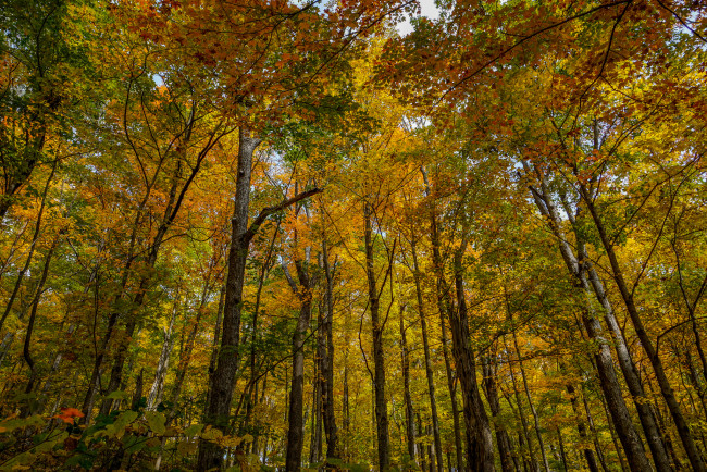 Обои картинки фото природа, лес, деревья