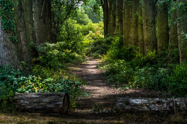 Обои картинки фото природа, лес, деревья