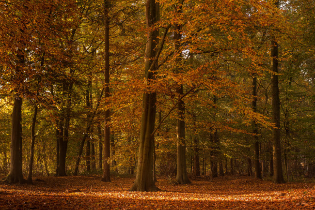 Обои картинки фото природа, лес, деревья