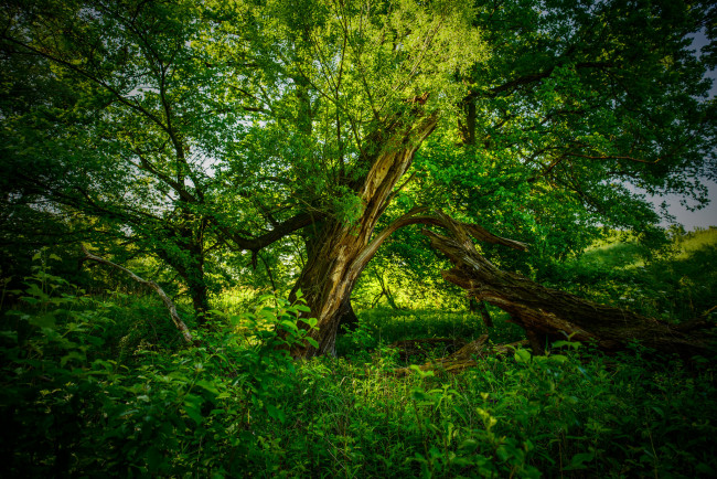 Обои картинки фото природа, лес, деревья