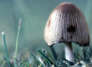 Картинка природа грибы шляпка