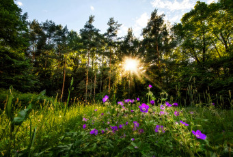 Картинка природа луга простор