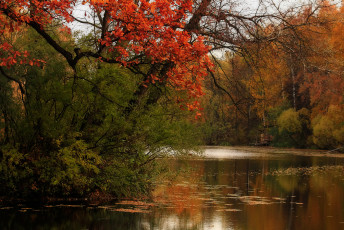 Картинка природа реки озера река лес