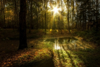 Картинка природа лес деревья