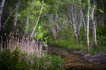 Картинка природа реки озера река лес