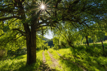 Картинка природа лес простор