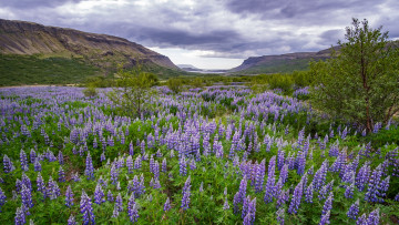 Картинка природа луга простор