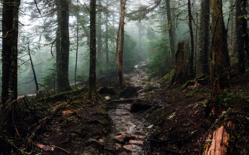 Картинка природа лес деревья ручей