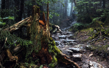 Картинка природа лес ствол деревья