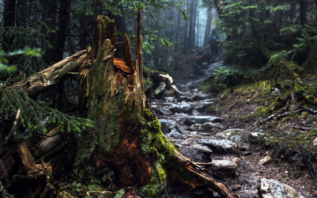 Обои картинки фото природа, лес, ствол, деревья