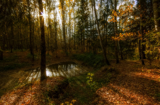 Обои картинки фото природа, лес, деревья