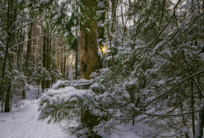 Обои картинки фото природа, зима, деревья