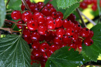 Картинка природа Ягоды смородина