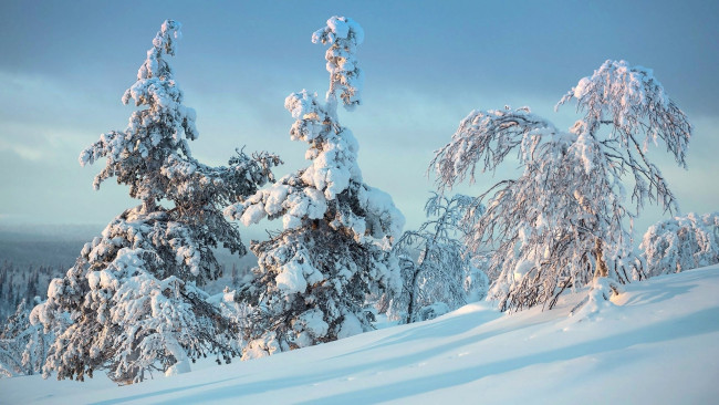 Обои картинки фото природа, зима, деревья, снег