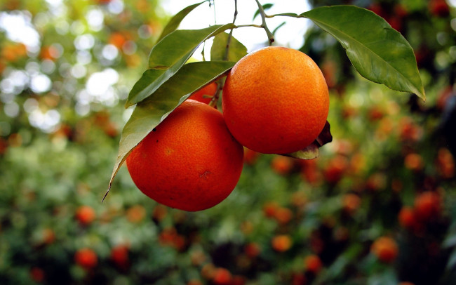 Обои картинки фото природа, плоды, цитрусы