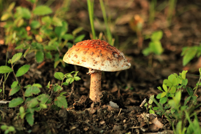 Обои картинки фото природа, грибы,  мухомор, одиночка