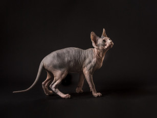 Картинка животные коты кошка фон сфинкс