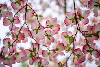 обоя цветы, кизил, ветка