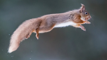 Картинка животные белки белка