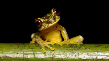 Картинка животные лягушки лягушка древесная стебель