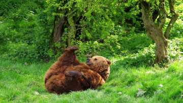 Картинка животные медведи медведь