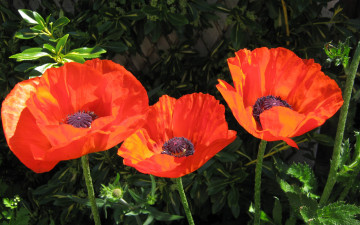 Картинка цветы маки