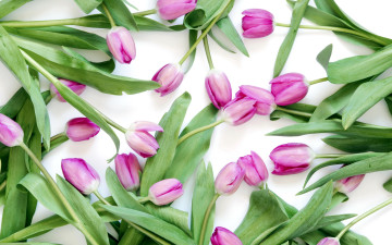 Картинка цветы тюльпаны бутоны