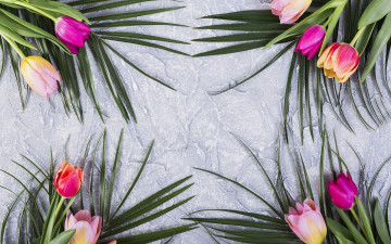 Картинка цветы тюльпаны бутоны