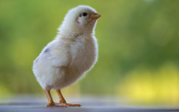 Картинка животные куры +петухи цыпленок