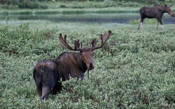 обоя животные, лоси, лось