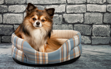 Картинка животные собаки чихуахуа