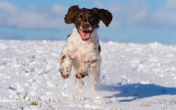 Картинка животные собаки собака взгляд