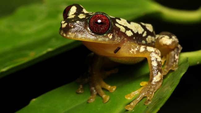 Обои картинки фото животные, лягушки, листья, древесная, лягушка