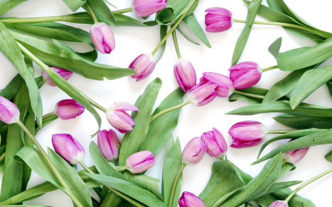 Обои картинки фото цветы, тюльпаны, бутоны