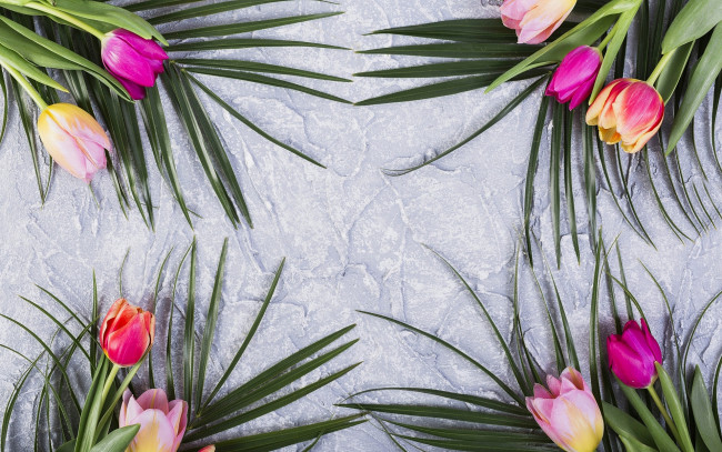 Обои картинки фото цветы, тюльпаны, бутоны