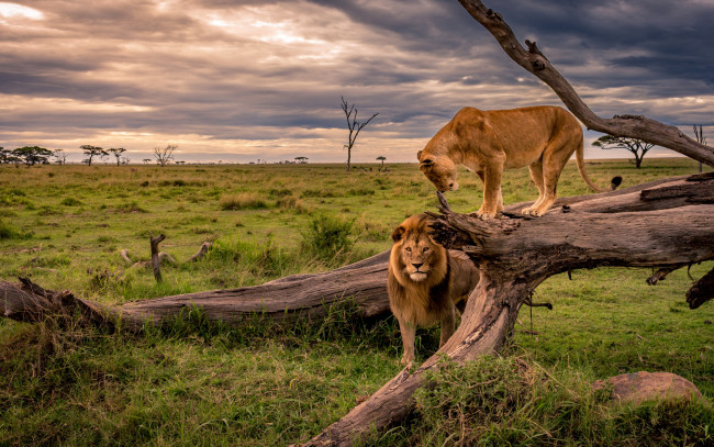 Обои картинки фото животные, львы